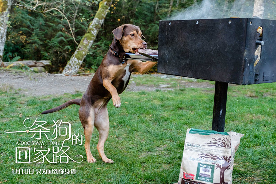 一条狗的回家路曝光新特辑贝拉献吻实现狗生逆袭